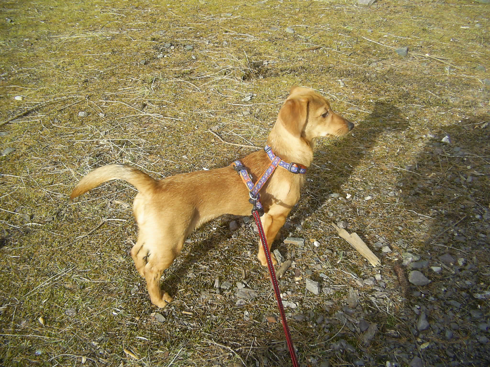 Biene (Dackel, Zwergpinscher) Dackel Zwergpinscher 